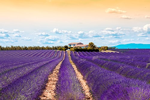 US Organic 100% Pure Lavender Essential Oil, Directly sourced from Bulgaria, USDA Certified Organic, Undiluted, for Diffuser, Humidifier, Massage, Skin, Hair Care, Non GMO, 15 ml