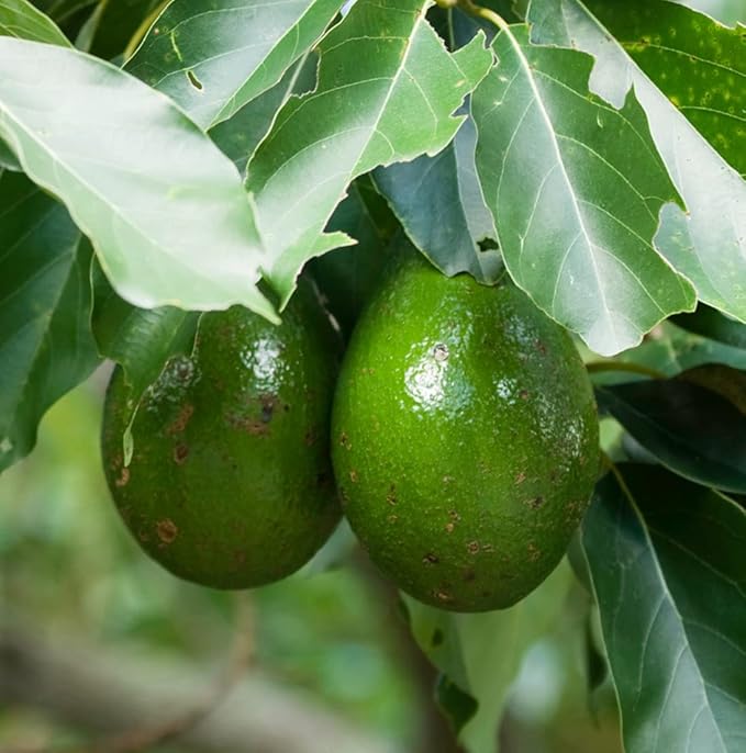 Avocado Oil - Direct from EIR Oils Farm in Spain - 100% Pure Carrier Oil for Hair, Face, and Skin - Hand-Picked, Cold-Pressed Carrier Oil - (8oz)